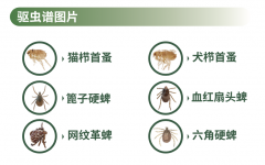 礼蓝动保体外驱虫可立奥于京东宠物健康线上首